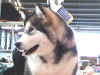 Ellie7.jpg (38580 bytes)