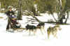 Sledding.jpg (209359 bytes)