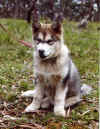 elli3mth.jpg (37823 bytes)