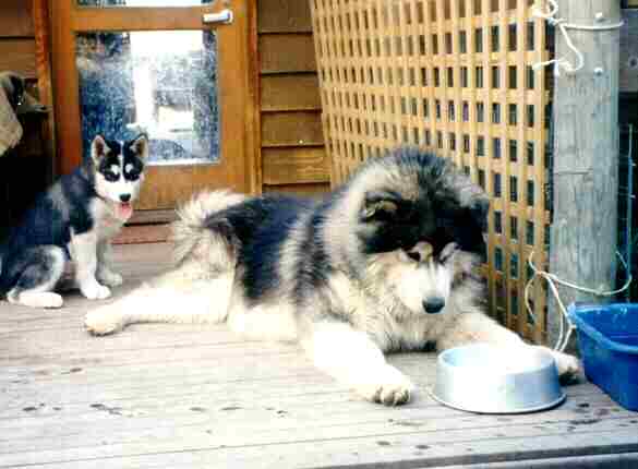 best dog food for alaskan malamute