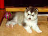 pup2.jpg (29496 bytes)