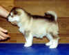 pup2stak.jpg (26333 bytes)
